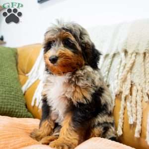Jon, Mini Bernedoodle Puppy